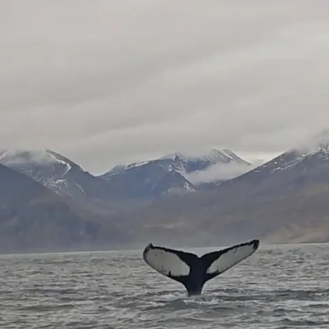 A whale fluke raised against the mountains
