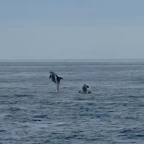 Dolphins breaking the surface of Skjalfandi bay