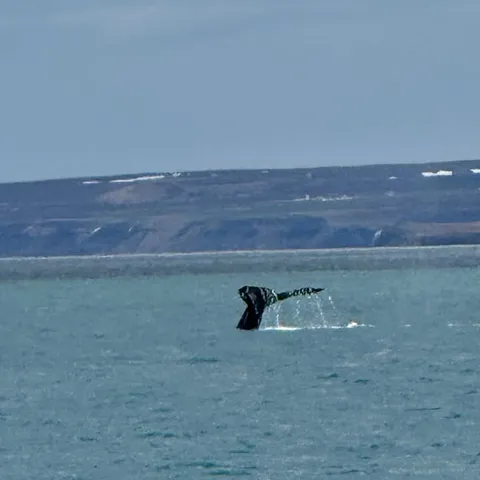 A whale surfacing in the bay off Husavik