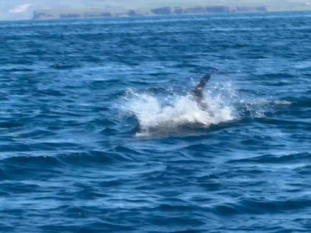 Dark whale breaching with water spray