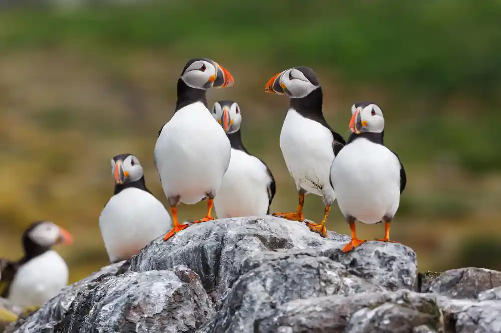Group of puffins standing on rocky outcrop