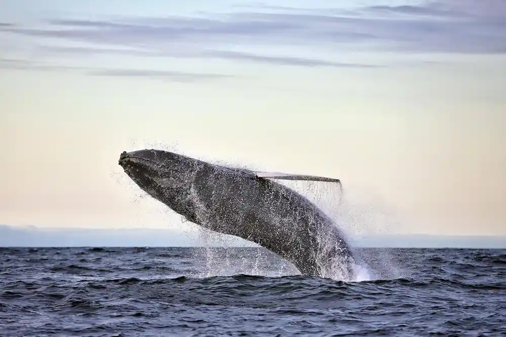 Humpback whale breaching out of ocean water