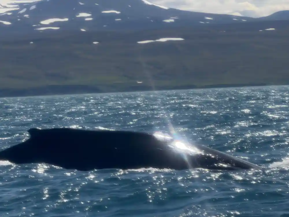 Large whale body surfacing in bright sunlight