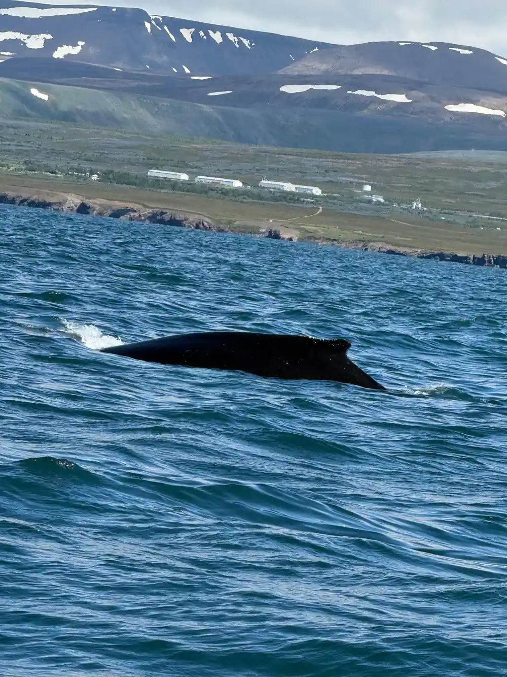 Large whale surfacing with snowy mountain and village visible