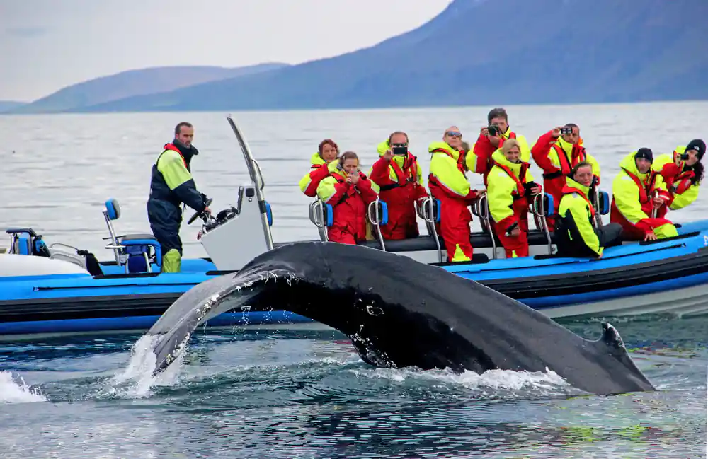 Large whale tail emerging from water near speedboat with tourists