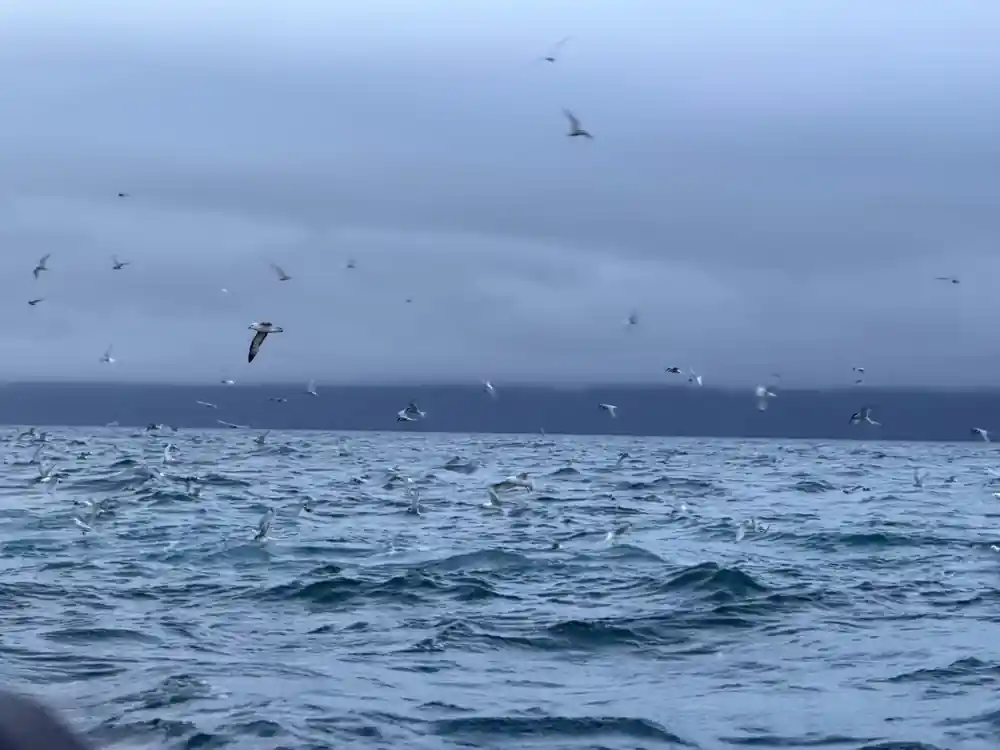Multiple seabirds flying over dark ocean waters