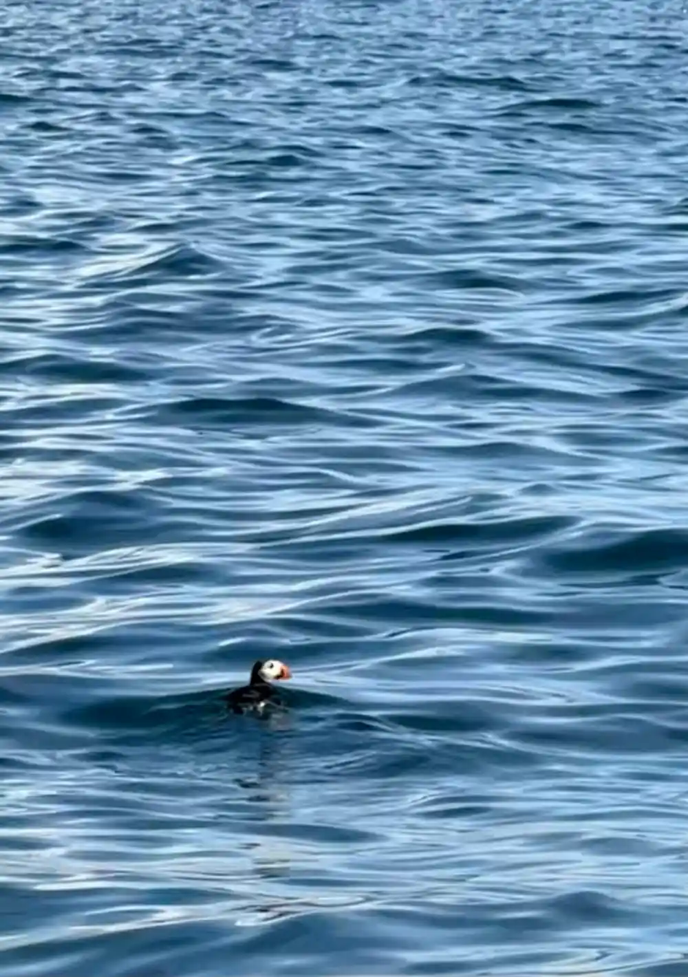 Puffin swimming alone in blue-green sea water