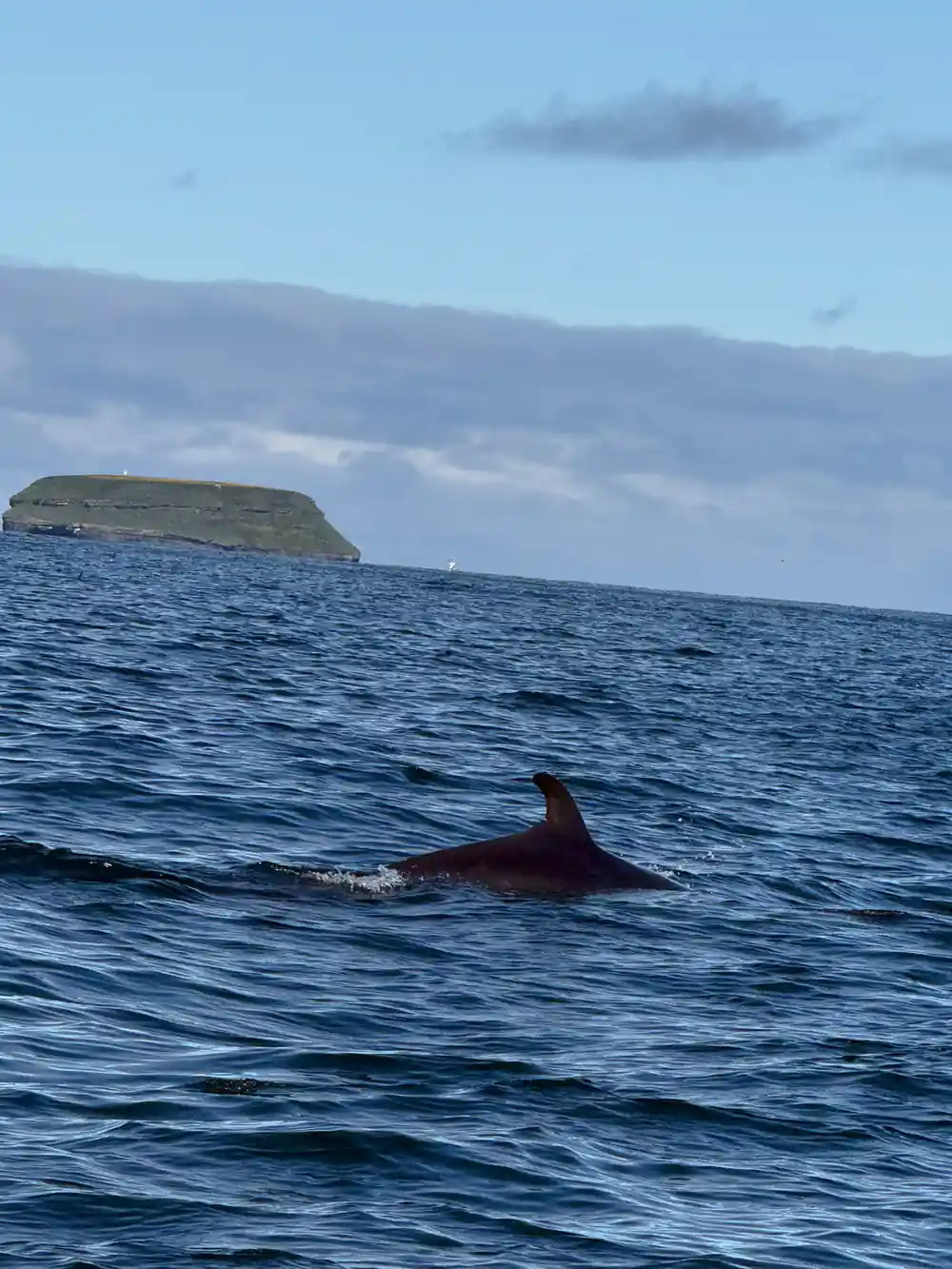 Red whale dorsal fin and back, flat island in background