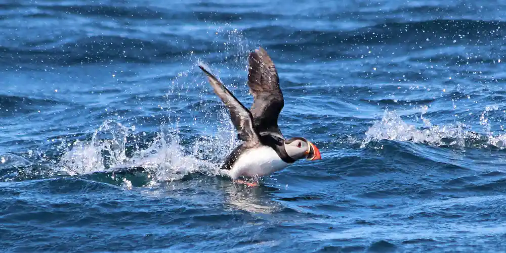 Seal swimming and playing in shallow coastal water
