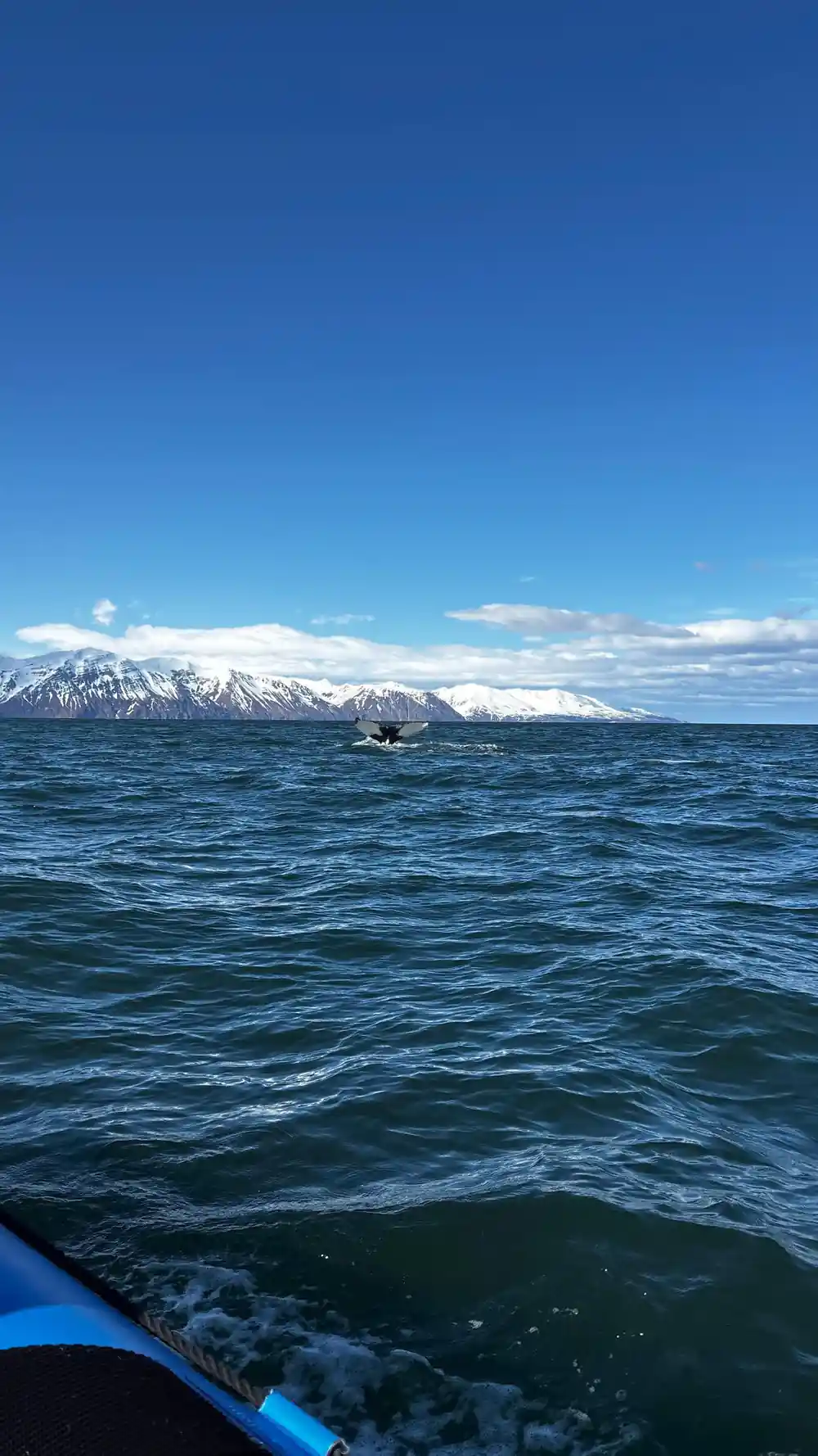 Speedboat on open ocean with snow-covered mountains in distance