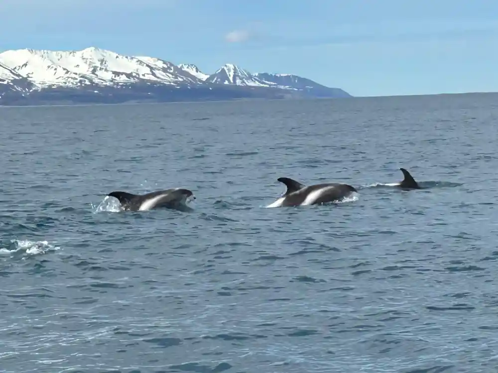 Three orcas swimming in ocean with snow mountains