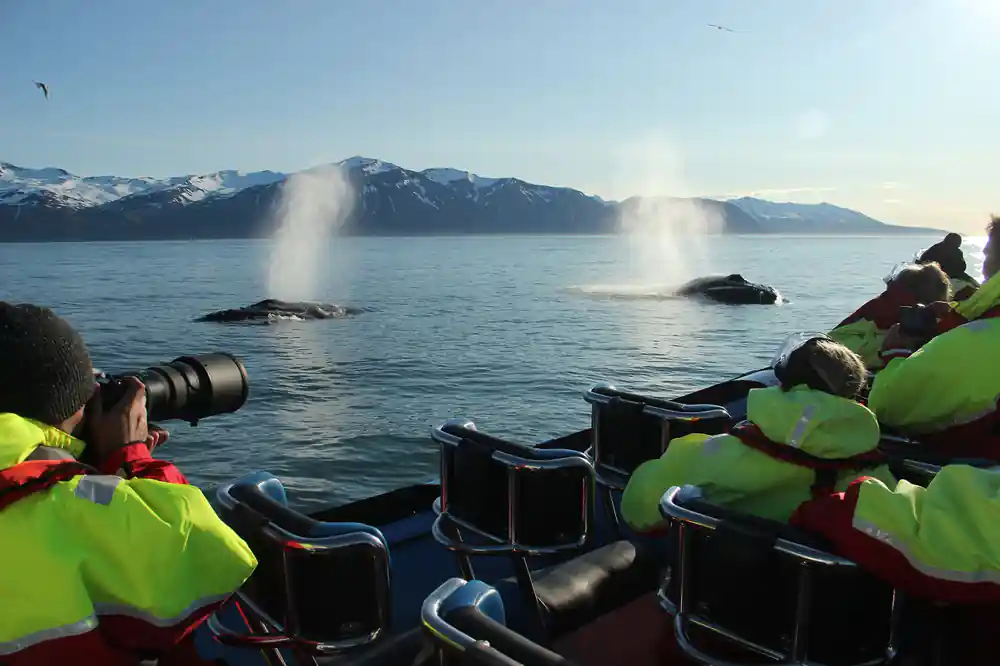 Two whales spouting water with snowy mountains behind