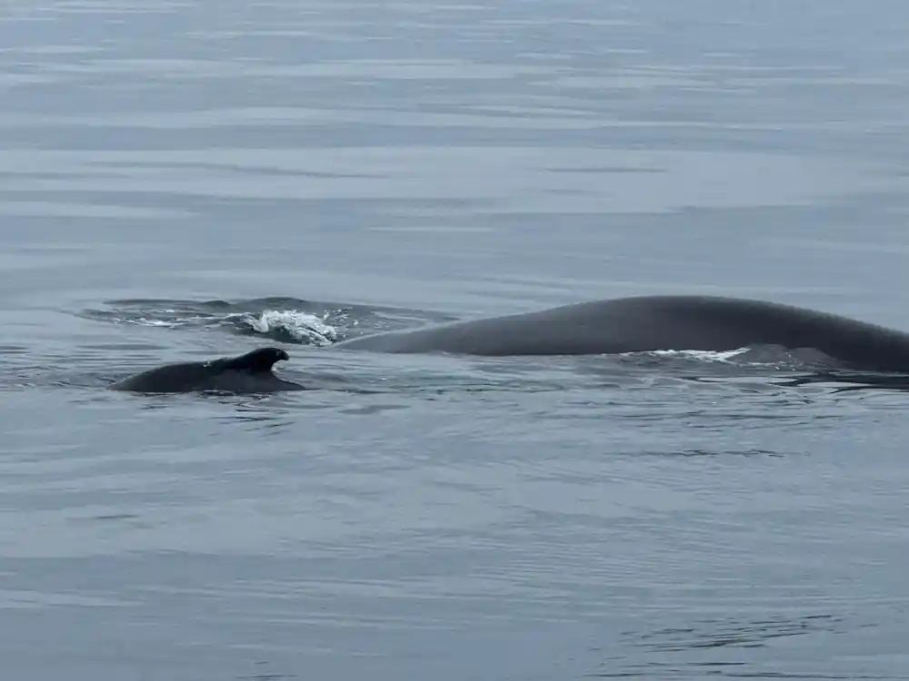 Two whales surfacing in calm grey ocean water