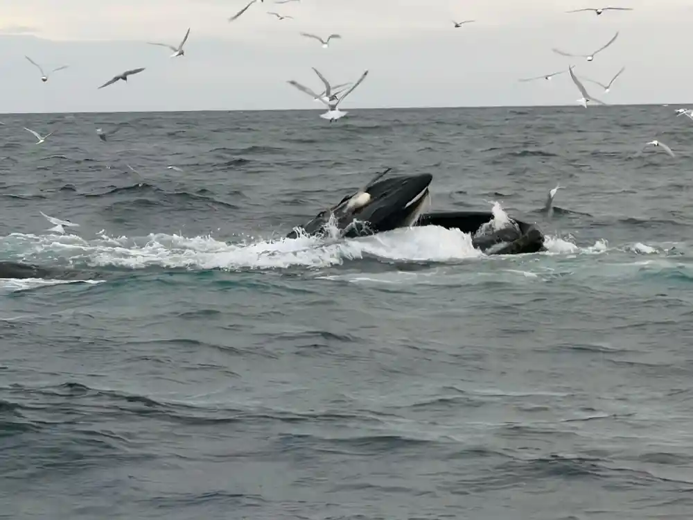 Two whales surfacing in shallow water with seabirds
