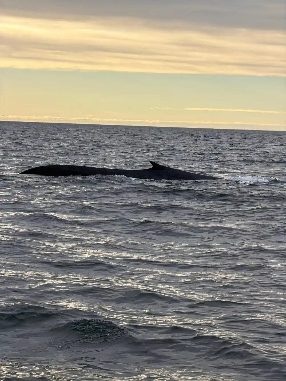Whale back and dorsal fin at sunset with golden sky