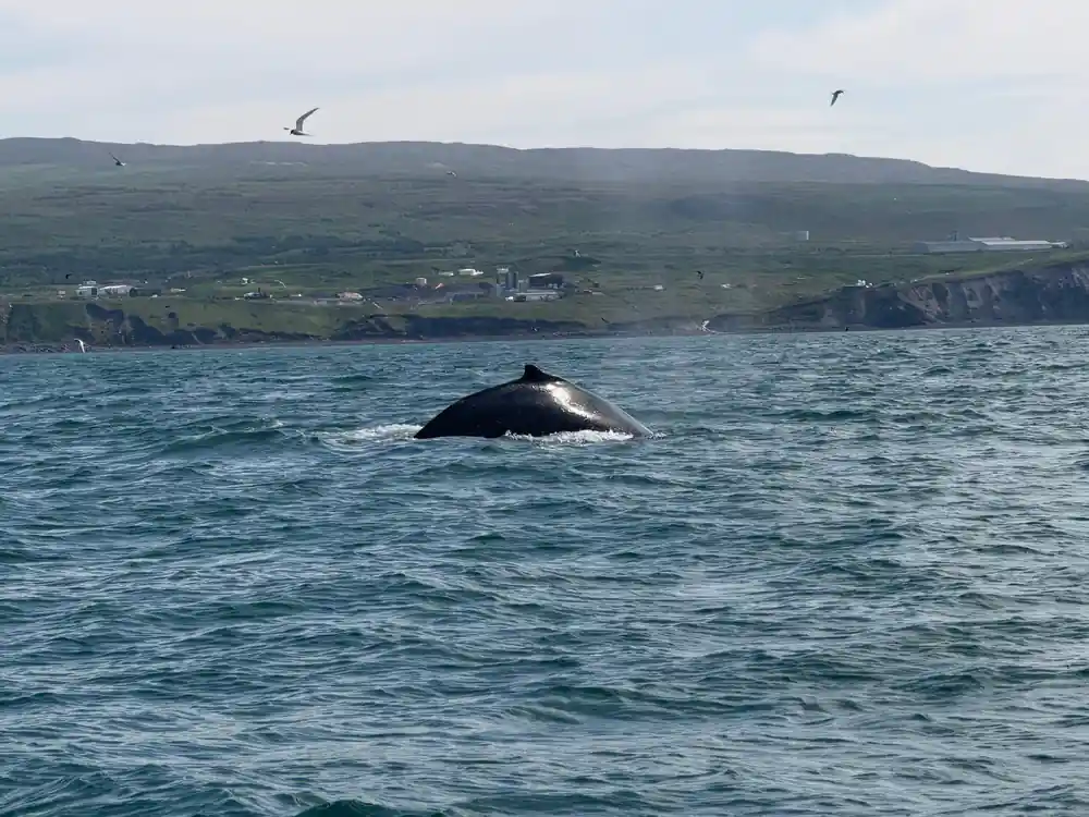 Whale back fin in ocean with green coastline hills