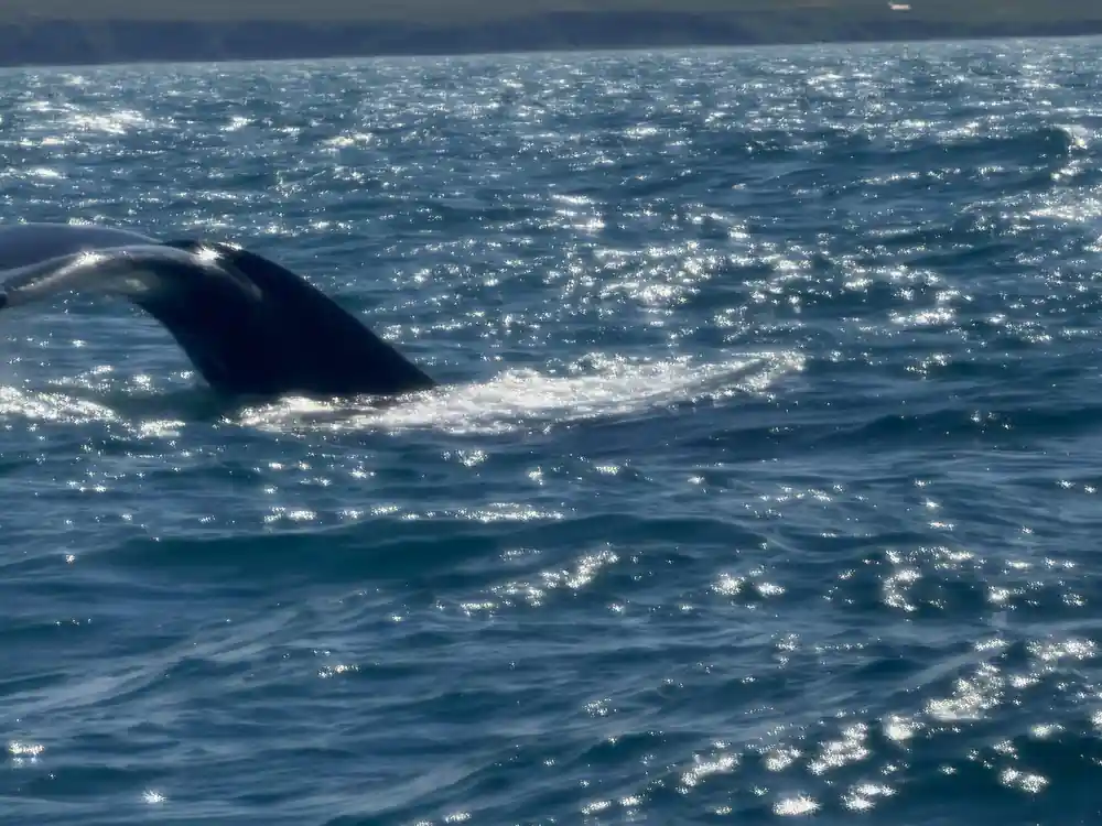 Whale back surfacing in sparkling ocean water