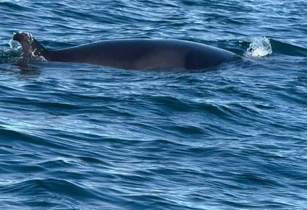 Whale back visible at water surface with grassy cliffs beyond