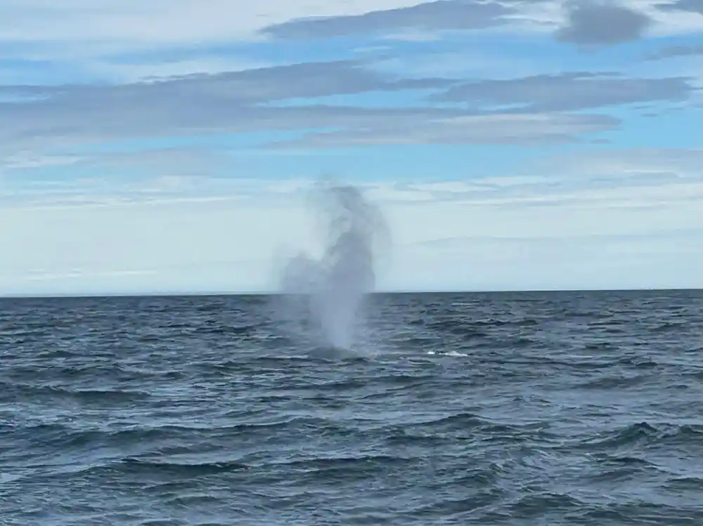 Whale blowhole spray visible in calm ocean water