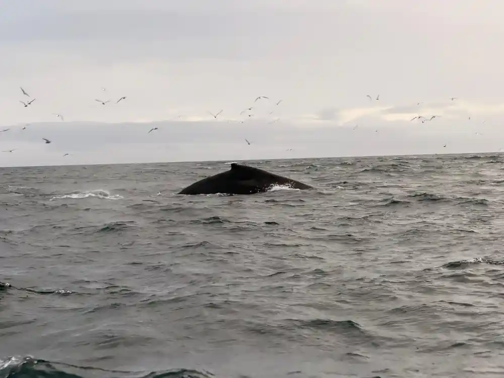 Whale dorsal fin and back visible at water surface