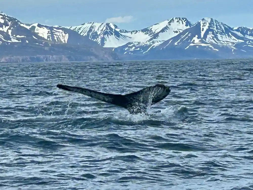 Whale fluking with snow-capped mountains in background