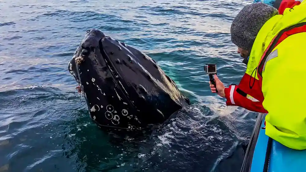 Whale head breaking surface near boat with tourist