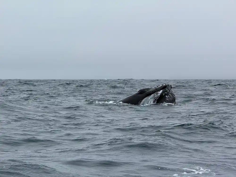 Whale head and fin breaking water surface