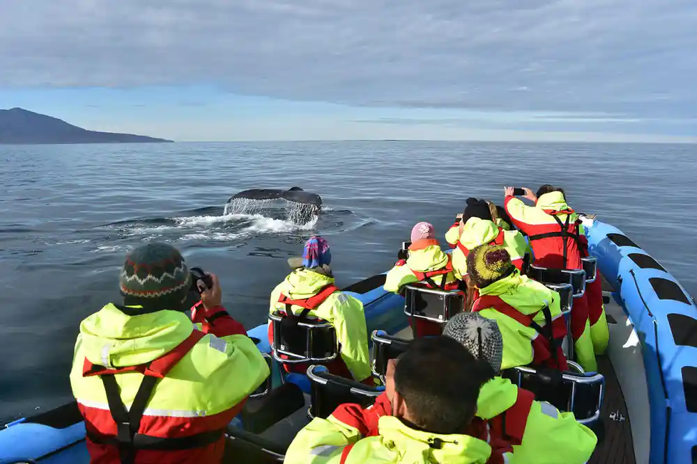 Whale surfacing near inflatable boat with tourists watching