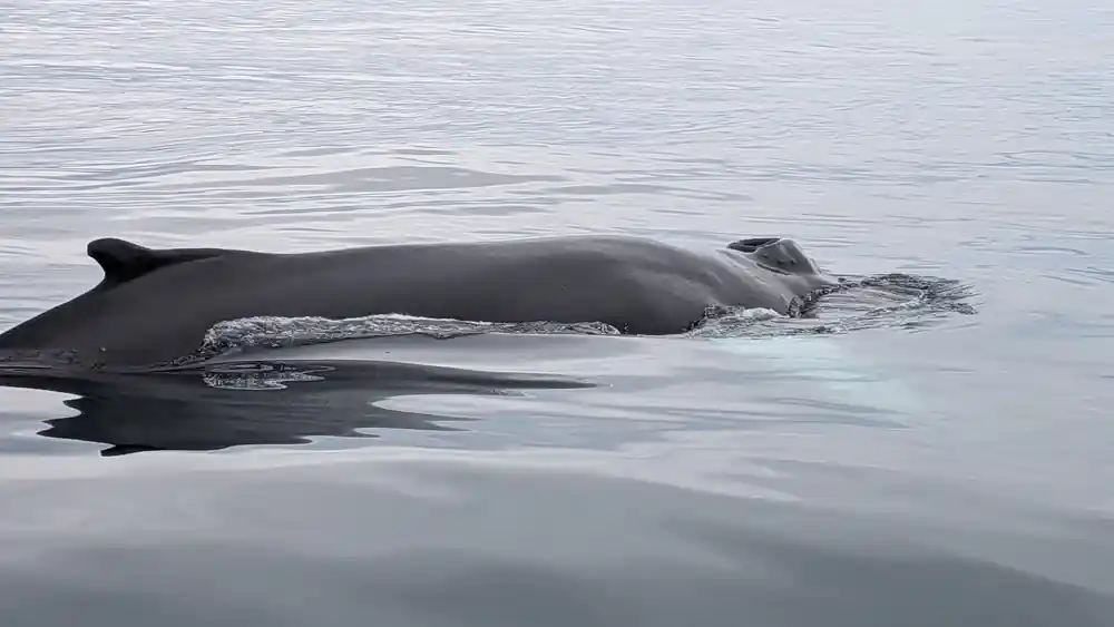 Whale surfacing showing back and dorsal fin in water