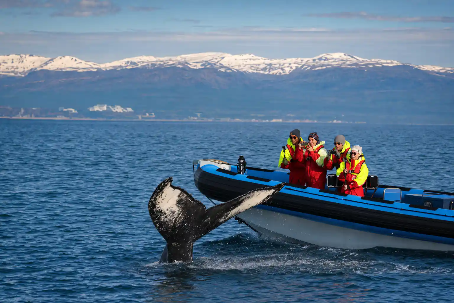 Original Big Whale Safari & Puffins by Speedboat