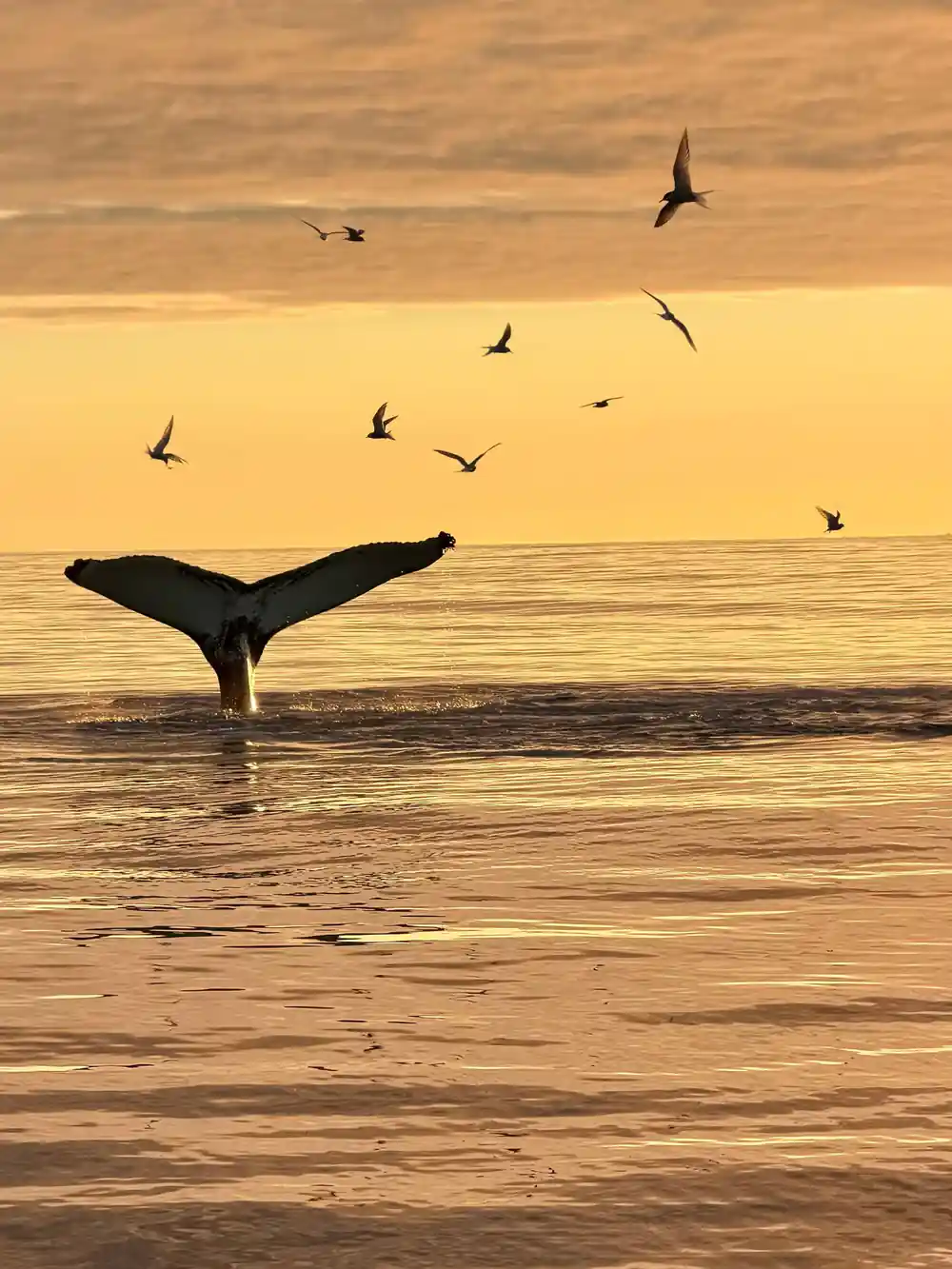 Whale tail breaching water with golden sunset sky
