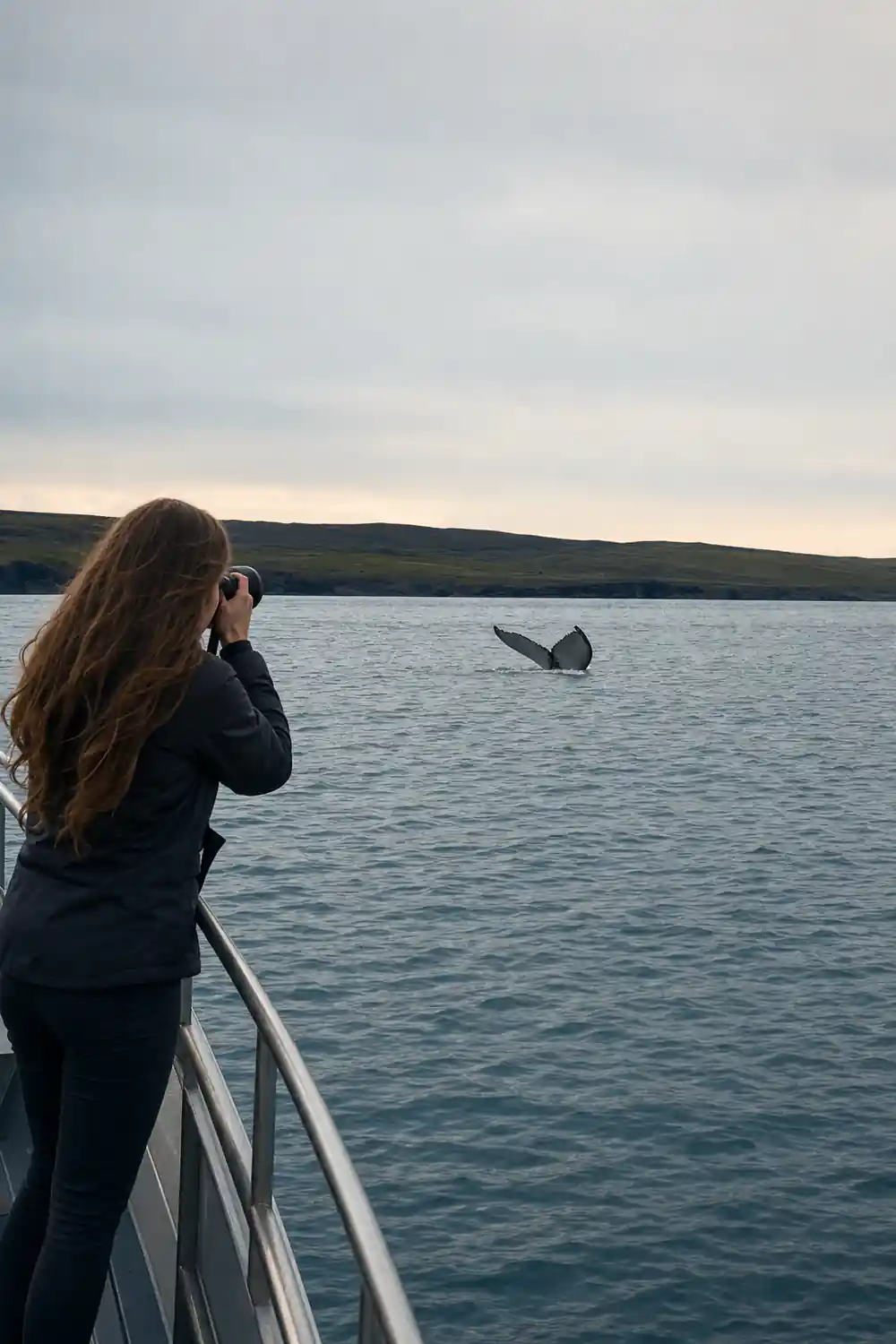 Whale tail breaking surface of grey sea near grassy cliffs