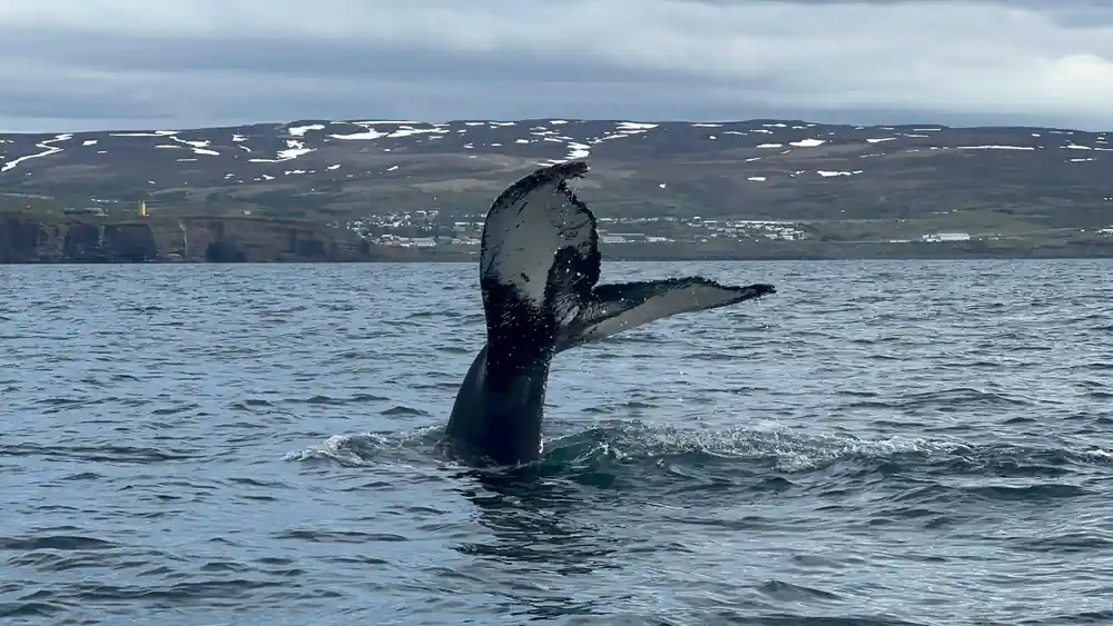 Whale tail diving with snowy mountain backdrop