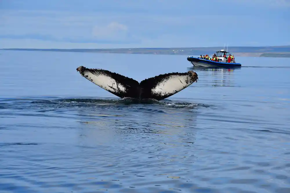 Whale tail fluke with boat in calm blue water