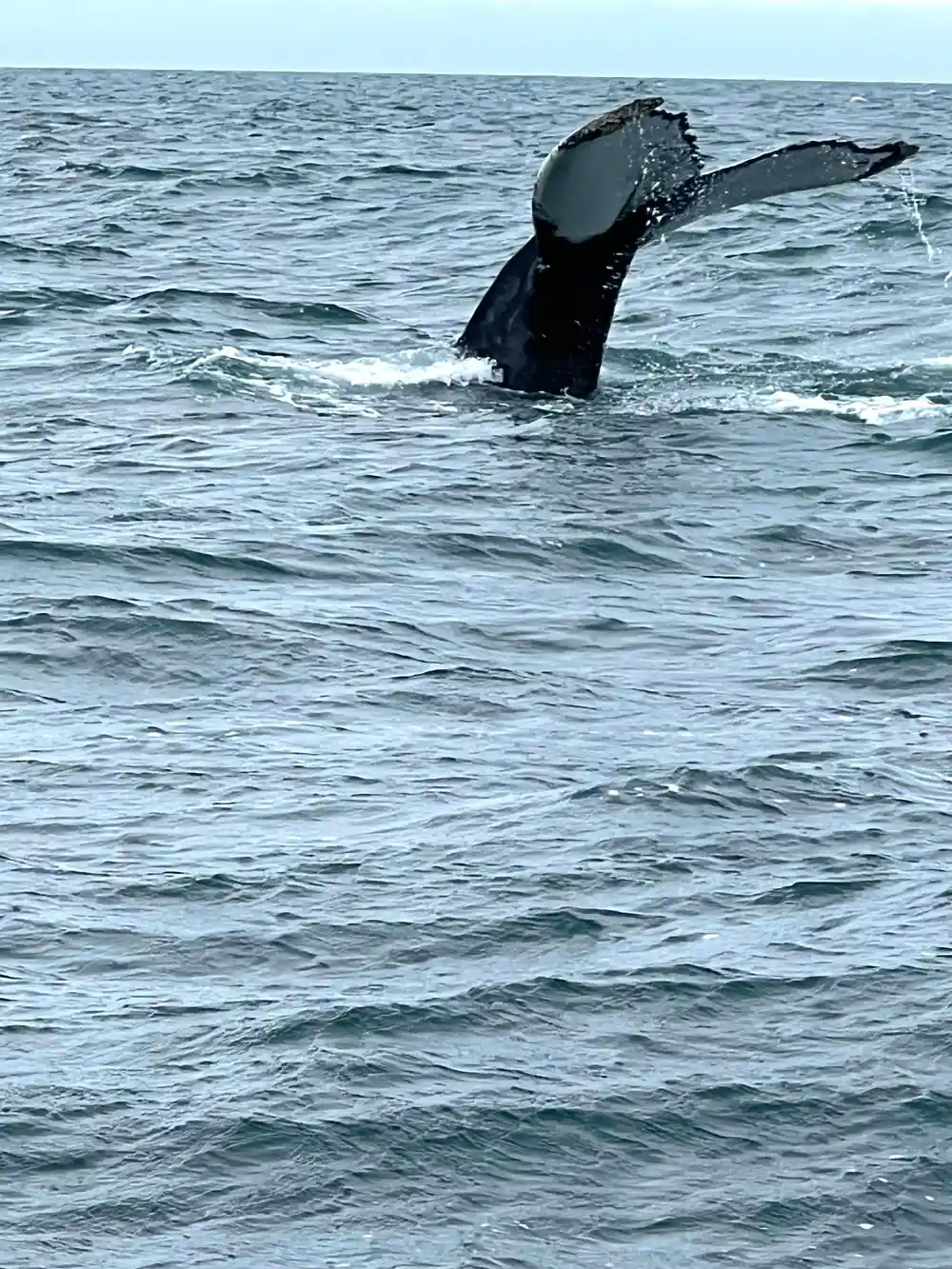 Whale tail fluke diving into ocean water