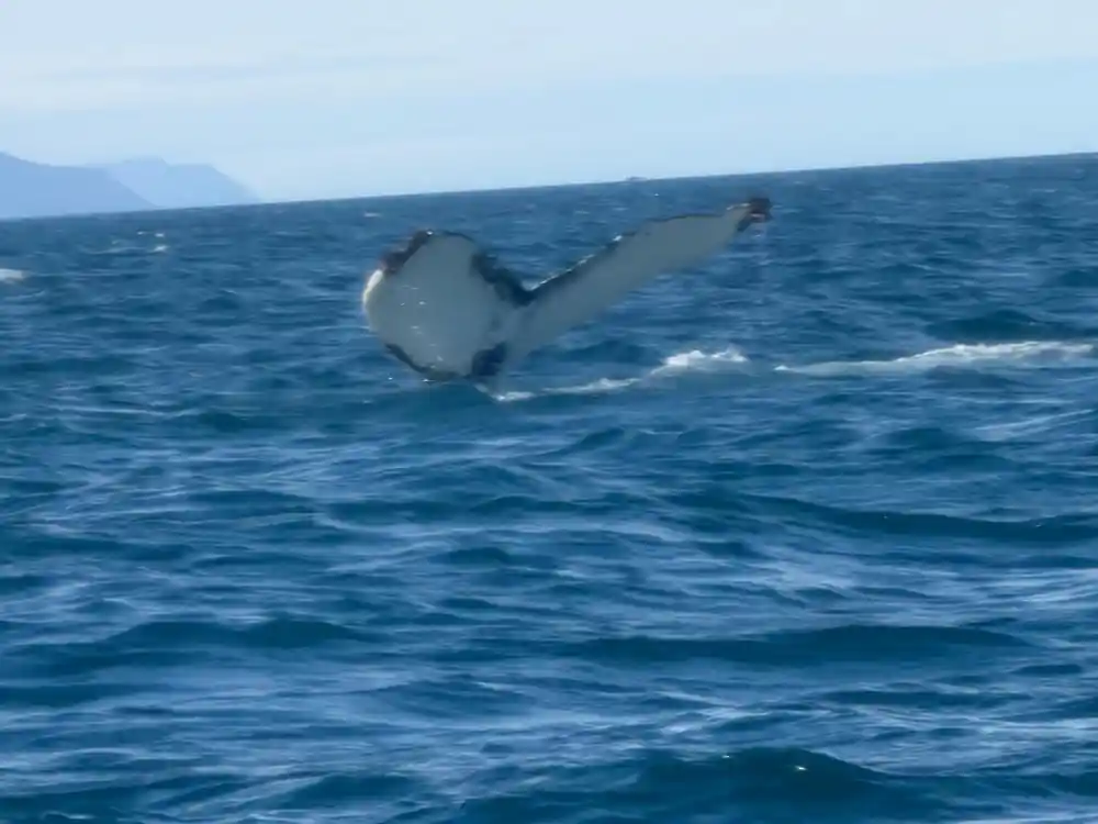 Whale tail fluke with mountains visible in background