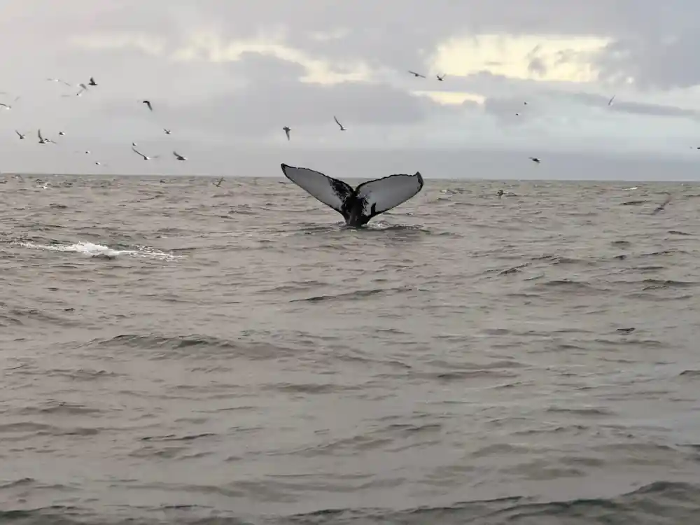 Whale tail fluke raised above water with seabirds