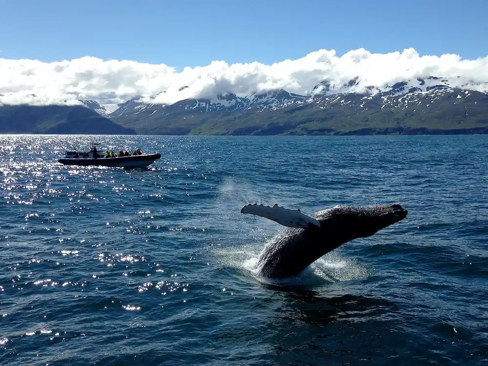 Whale tail fluke with snow mountains and boat