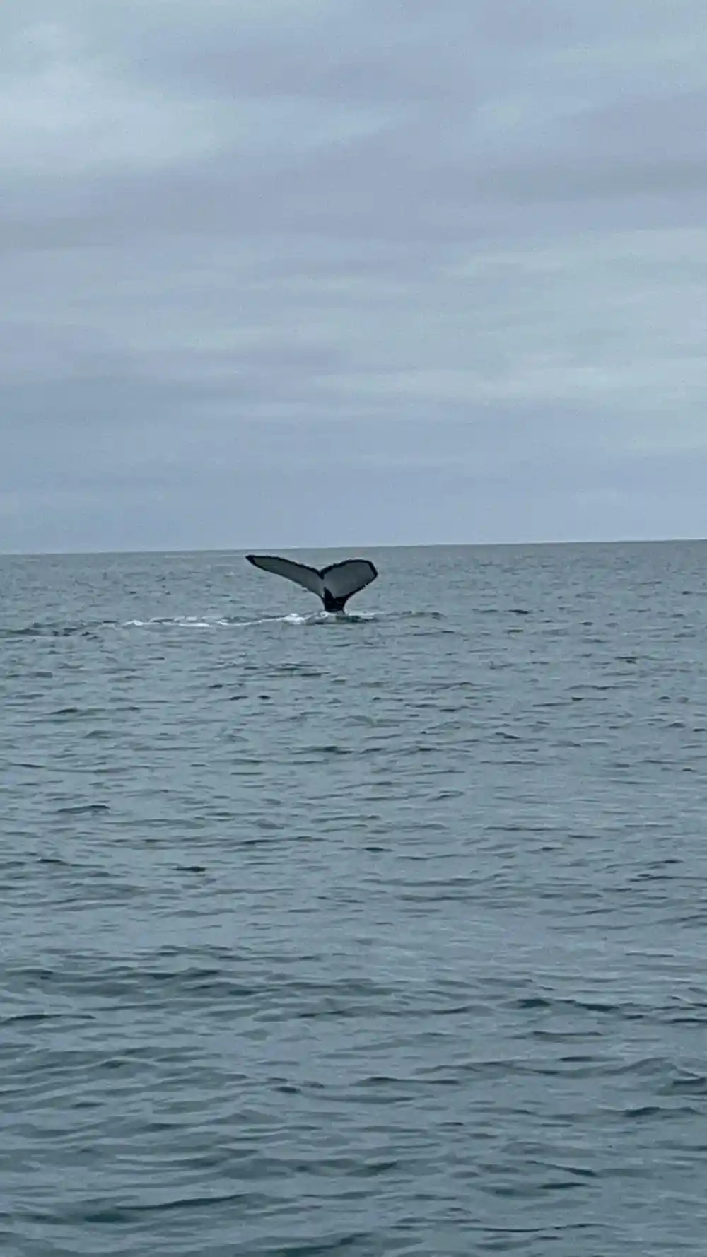 Whale tail fluke above water in open ocean