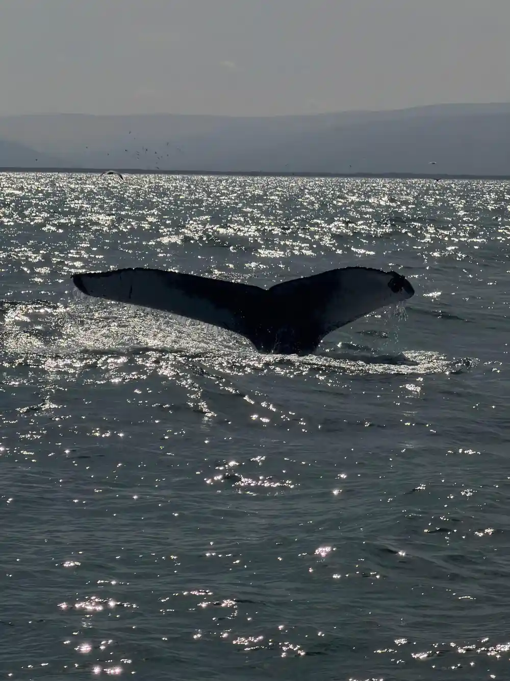Whale tail flukes in sparkling sunlit ocean