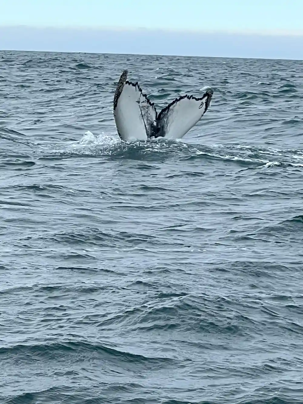 Whale tail flukes above water surface