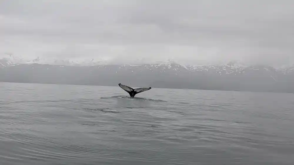 Whale tail fluking in calm water with snowy mountains
