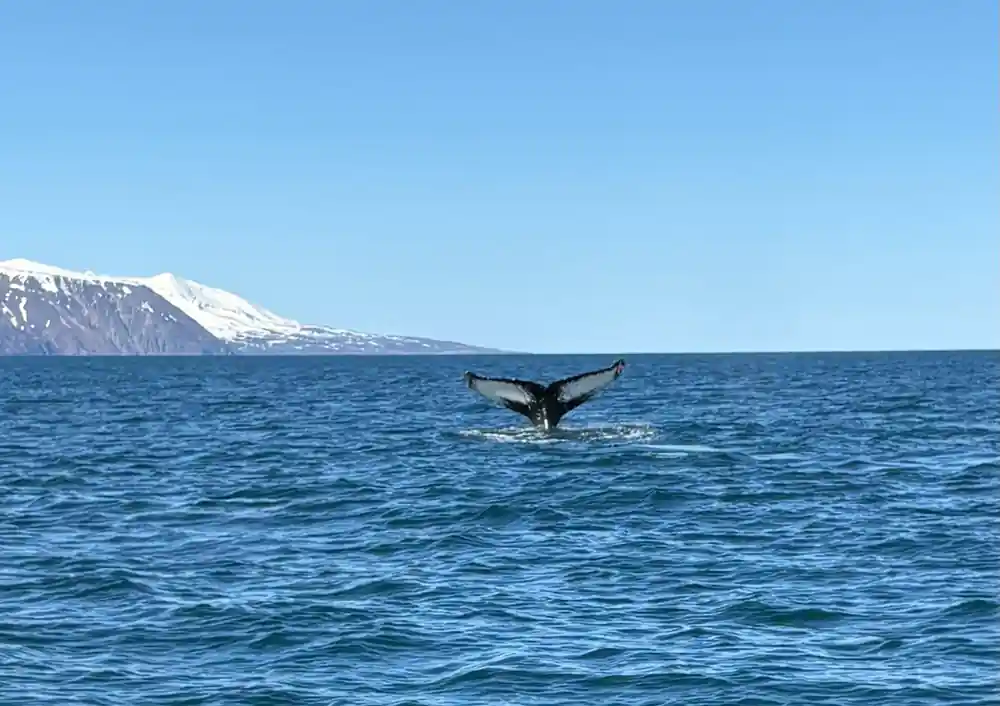 Whale tail fluking with snow-covered mountain in sunlight