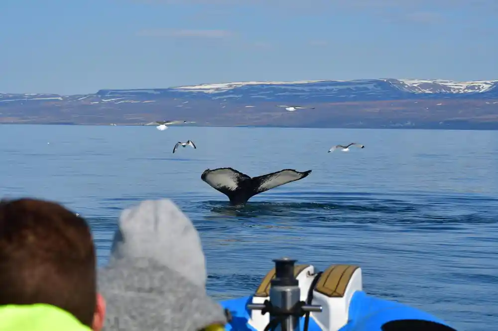 Whale tail fluking with snowy mountains in distance