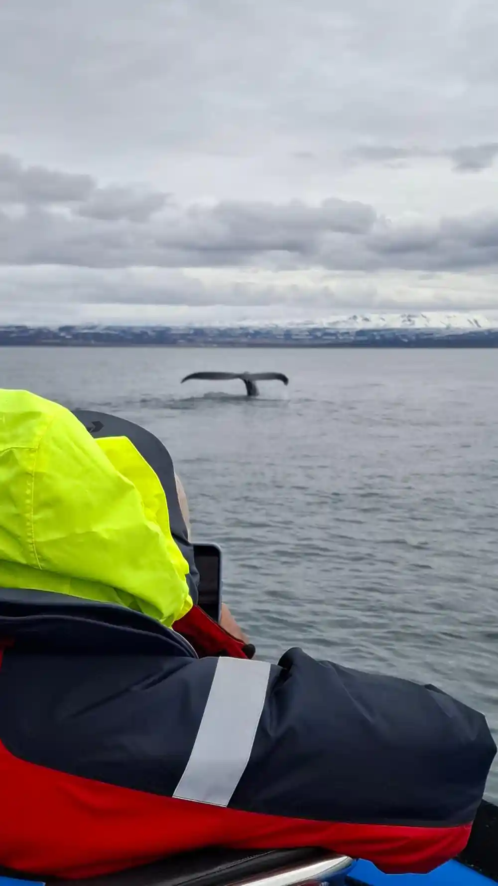 Whale tail near inflatable boat with person in yellow jacket