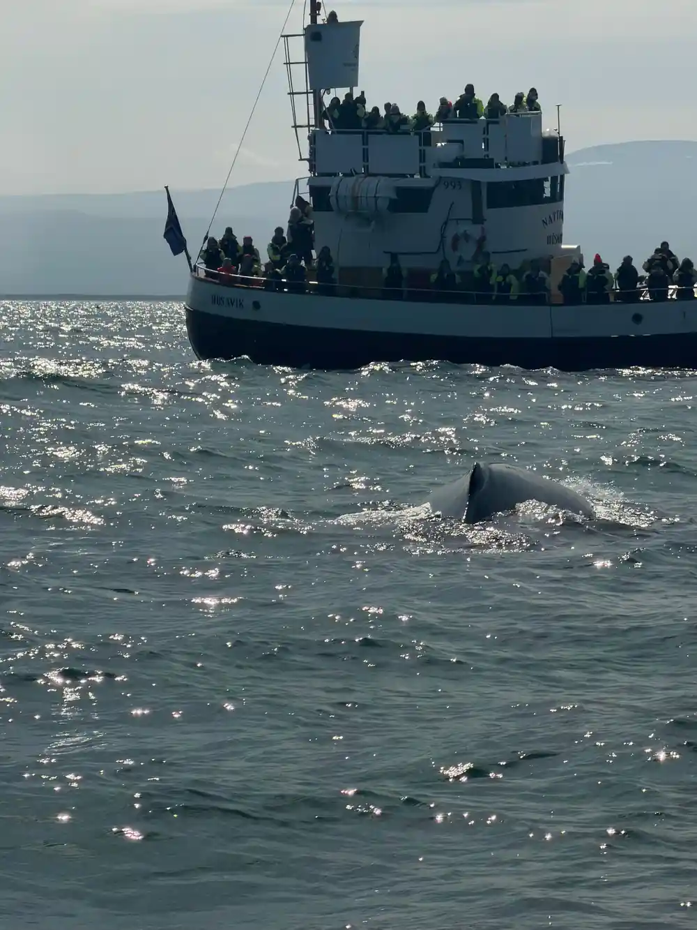 Whale watching boat with passengers near surfacing whale